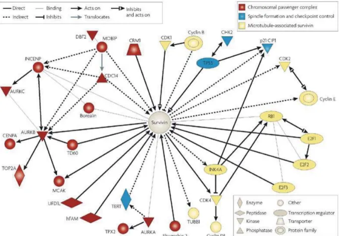 Figure 21. Réseau de protéines associées à la Survivine reconstitué grâce à  l’outil d’annotation Ingenuity Pathway (Altieri 2008).