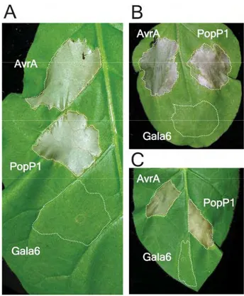 Fig. 4. Virulence test of the avrA popP1 double mutant strain (GRS473)