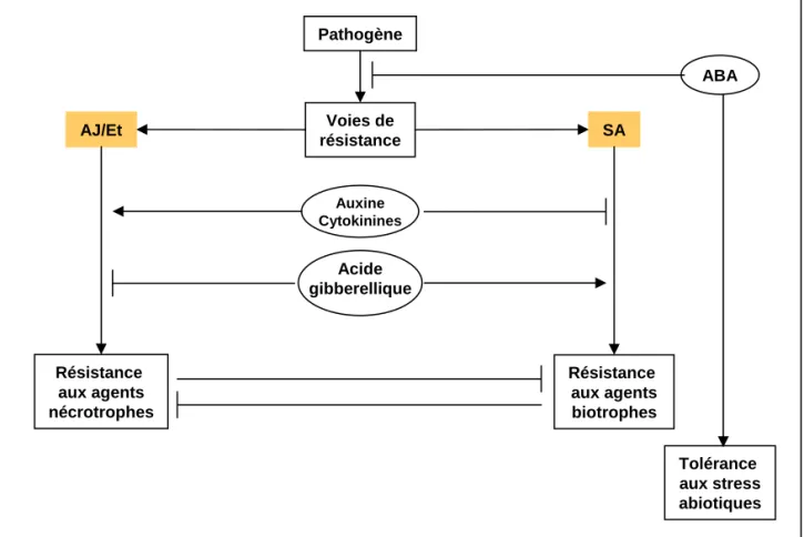 Figure 4. Modèle illustrant les interactions probables entre les voies de signalisation  hormonale durant les interactions entre plantes et pathogènes.