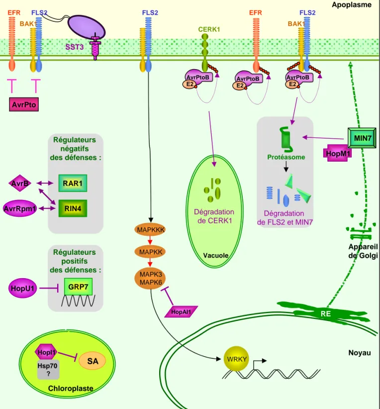 Figure 9. Mécanismes moléculaires de la suppression de la PTI par les ET3