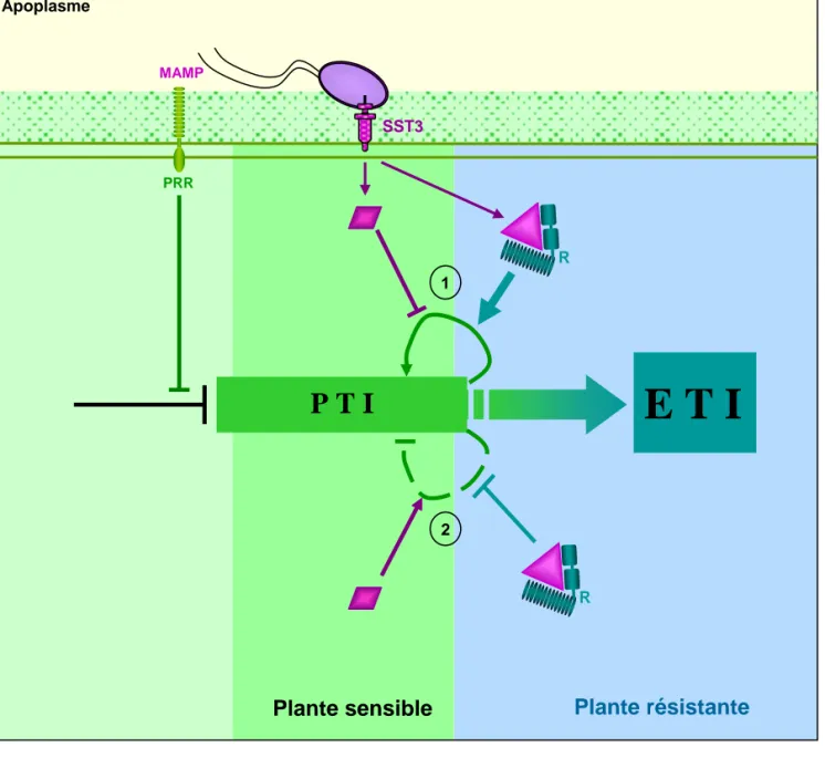 Figure 13. L’ETI correspond à une amplification de la PTI