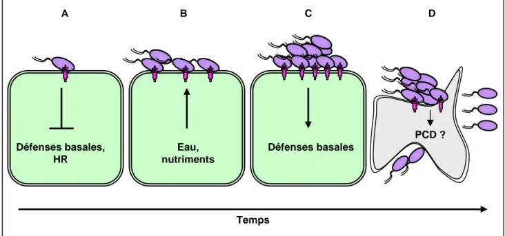 Figure 19. Modèle illustrant la modulation de la mort cellulaire végétale par les  pathogènes au cours de l’infection