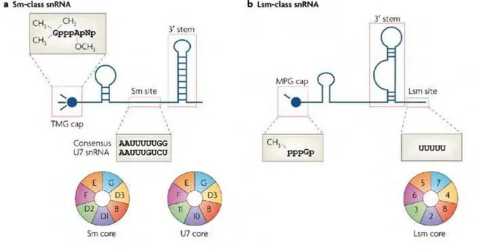 Figure 4 : Les classes de petits ARN nucléaires Sm et Lsm. 