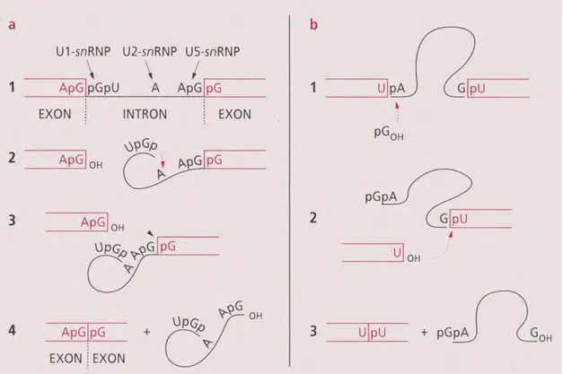 Figure 5 : Mécanismes de l’excision-épissage des introns  des pré-ARNm (a) et  dans le cas du précurseur de l’ARN ribosomique de T