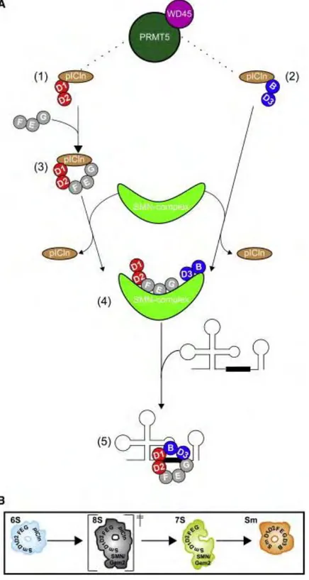 Figure  10 :  Modèle  d’assemblage  des  snRNP  et  les  structures  intermédiaires  clés