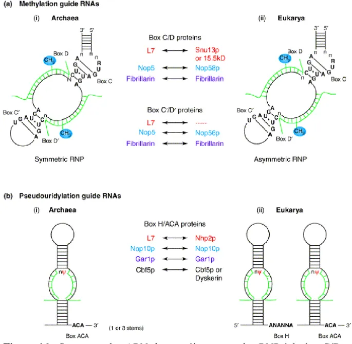 Figure  16 :  Structures  des  ARN  des  protéines  cœur  des  RNP  à  boîtes  C/D  et  H/ACA