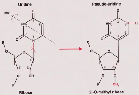 Figure  19 :  Synthèse  de  nucléotides  méthylés  en  position  2’-O  du  ribose  et  de  pseudo-uridines