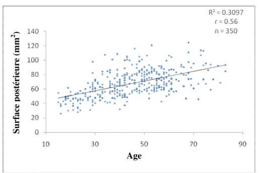 Figure 15. Corrélation entre l’âge et la surface postérieure de l’ovoïde 