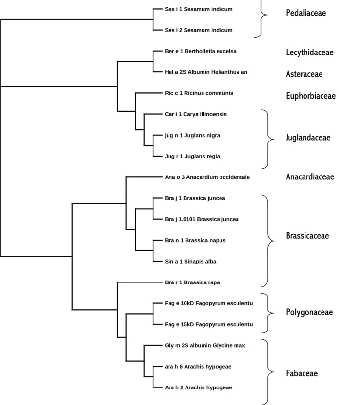 Figure  3 :arbre  phylogénétique  des  allergènes  appartenant  à  la  famille  des  albumines 2S  Pedaliaceae  Brassicaceae Fabaceae  Juglandaceae    Polygonaceae  Anacardiaceae Lecythidaceae Asteraceae        Euphorbiaceae 