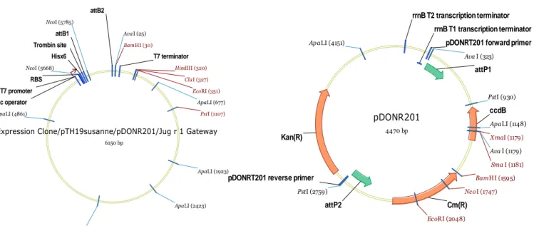 Figure 6 :  Carte des plasmides pDONR 201 (Invitrogen)  et pTH19. 
