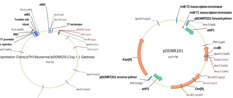 Figure 6 :  Carte des plasmides pDONR 201 (Invitrogen)  et pTH19. 