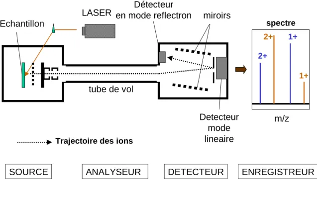 Figure 7 : Principe général de la technique MALDI TOF 