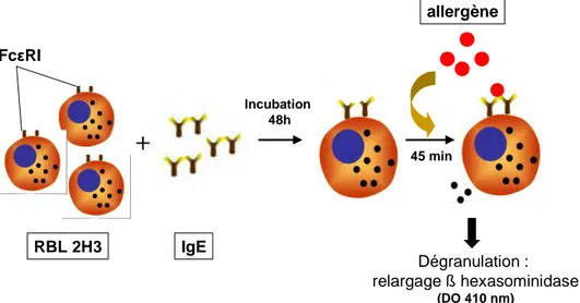 Figure  10 :  Principe  de  la  technique  de  dégranulation  de  lignées  de  basophiles de rats  transfectées avec le récepteur aux IgE humaines (FcεRI) 