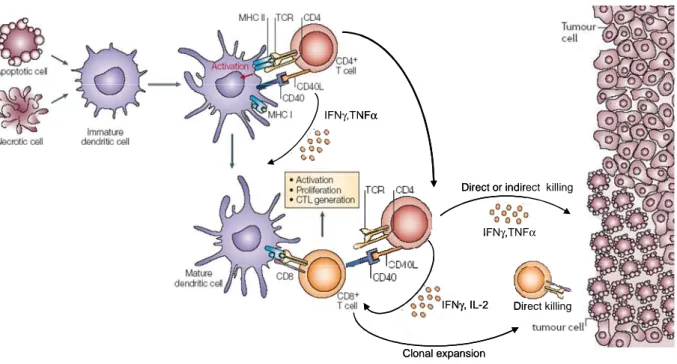 Figure 2 : Rôle central des lymphocytes T CD4 +  dans la mise en place des réponses immunitaires antitumorales