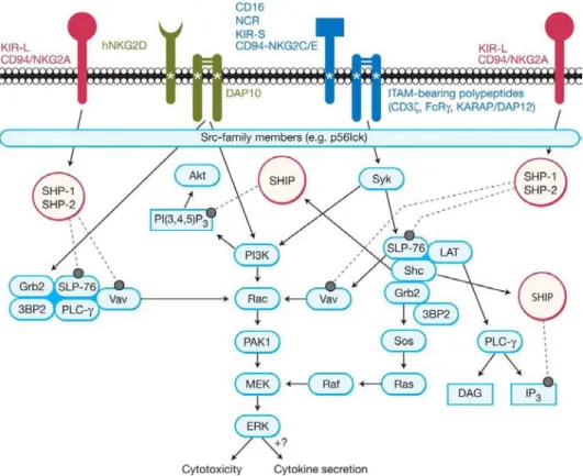 Figure  5 :  Voies  de  signalisation  initiées  par  les  principaux  récepteurs  activateurs  et  inhibiteurs  NK  humains