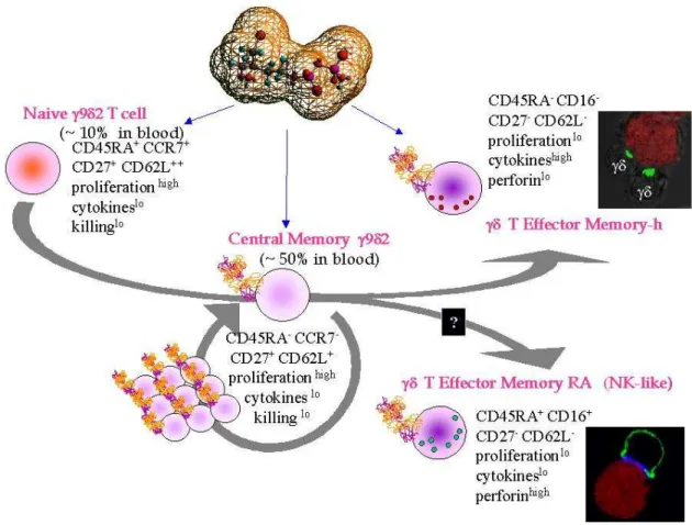 Figure 8: Les sous populations de lymphocytes T V γ 9V δ 2. D’après  Poupot et al, Immunol Letters, 2005  143 