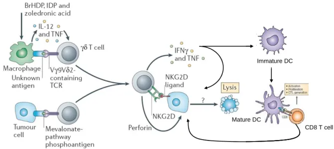 Figure  9 :  Potentiel  antitumoral  des  lymphocytes  T  V γ 9V δ 2  humains.  Modifié  d’après  Zitvogel  et  al,  Nat  rev