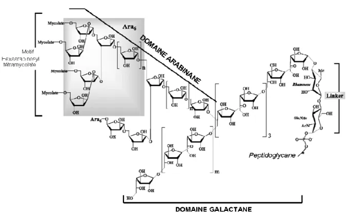 Figure 4 :.Modéle structural de l’arabinogalactane. L’arabinogalactane est constitué d’une alternance de  liaisons  β(1→5),  β(1→6)  galactofuranosyle  sur  lesquelles  sont  branchés  les  domaines  galactanes