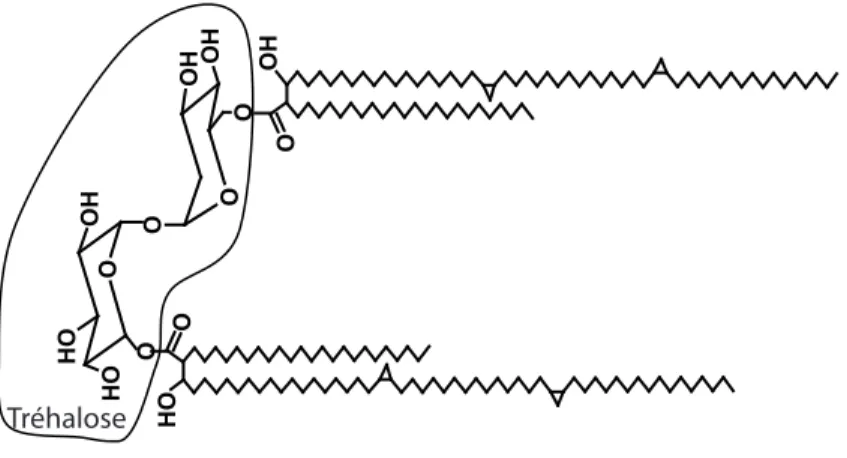Figure 6 : Structure du dimycolate de tréhalose. 