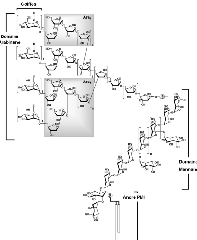 Figure  7 :  Modèle  structural  du  LAM  mycobactérien.  L’ancre  mannosyl-phosphatidyl-myo-inosytol  (PIM), basée sur une unité sn-glycérol-3-phospho-(1-D-myo-inositol) avec un α-D-Manp lié sur l’oxygène 2  (O-2)  et  un  α-D-Manp  lié  sur  l’O-6  de  l