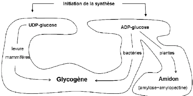 Figure 13 : Classification des organismes en fonction du nucléoside utilisé lors de l’initiation de la synthèse  du glycogène ou de l’amidon