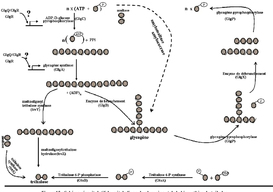 Figure 15 : Schéma récapitulatif du métabolisme du glycogène et de la biosynthèse du tréhalose 