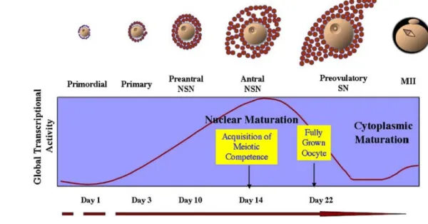 Figure 4. Corrélation entre la morphologie de la vésicule germinative NSN-SN et le stade de 