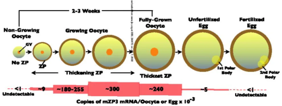 Figure 5. Représentation schématique de la  formation de la zone pellucide et de l’expression de ZP3 