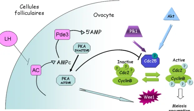 Figure 7. Modèle illustrant la régulation de l’activité du MPF dans l’ovocyte de souris