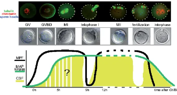 Figure 8. Activité du MPF, de la voie des MAPK et du CSF (CytoStatic Factor)  au cours de la  maturation méiotique chez la souris