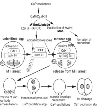 Figure 14. Transition méiose –mitose initiée par les oscillations calciques (Miyazaki and Ito, 2006)  b)  Facteurs maternels et activation du génome zygotique   