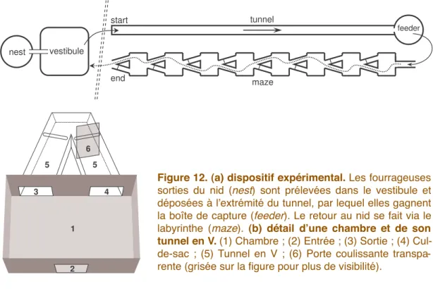 Figure 12.  (a) dispositif  expérimental. Les fourrageuses 