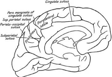 Figure  4:  Dessin  de  la  surface  médiane  du  cerveau  humain  permettant  d’illustrer  la  position  du  précuneus