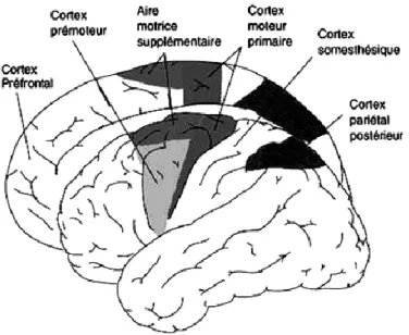 Figure  5:  Représentation  schématique  des  aires  motrices  et  des  aires  impliquées  dans  la  planification  et  l’exécution des mouvements (d’après  http://lecerveau.mcgill.ca )