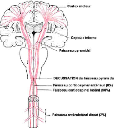 Figure  6:  Schématisation  du  tractus  cortico-spinal  antérieur  et  latéral  depuis  son  origine  jusqu’au  niveau  médullaire (d’après  http://lecerveau.mcgill.ca ) 