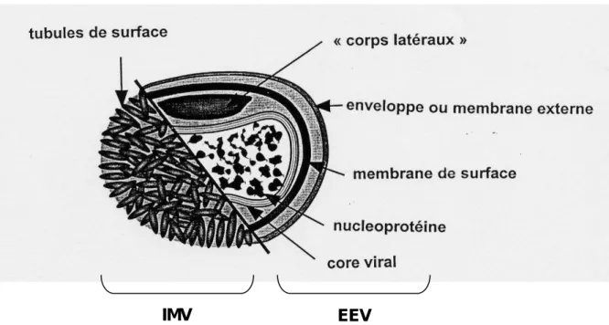 Figure 2 : Représentation schématique des poxvirus (sauf Parapoxvirus). 