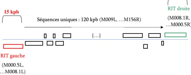 Figure 4 : Représentation schématique de l’organisation génomique du MYXV. 