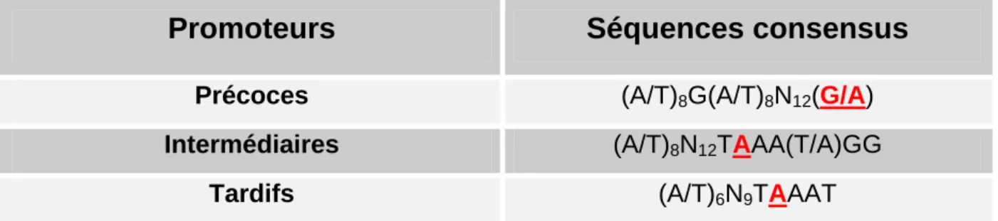 Tableau 3 : Séquences consensus des différents promoteurs des gènes de la  vaccine. D’après Broyles, 2003