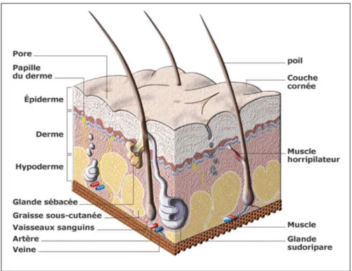 Figure 1: Représentation 3D de la peau humaine avec les structures annexes. [2] 