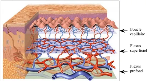 Figure 3: Schéma de la vascularisation de la peau, montrant les 2 plexus et les boucles papillaire[6, 8]