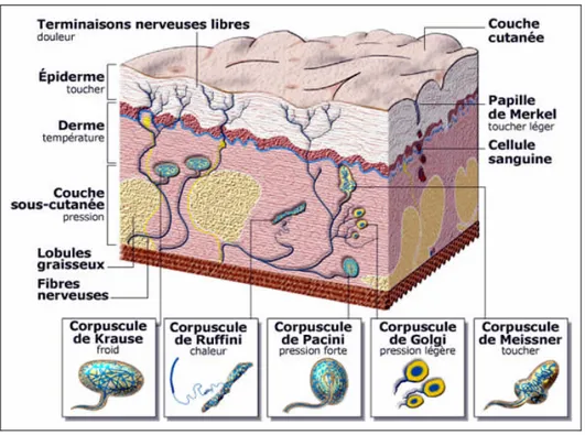 Figure 4: Représentation 3D de la peau humaine, montrant l'innervation au niveau de la peau