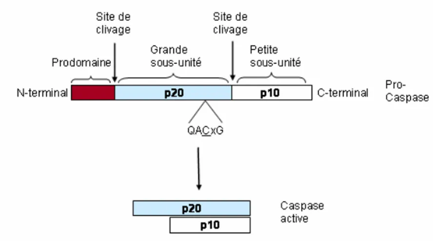 Figure  1 :  Structure  générale  des  pro-caspases  et  des  caspases  activées.  Les  clivages  intrachaînes permettent la séparation du prodomaine puis de la grande sous unité p20 et de la  petite  sous-unité  p10  de  la  pro-caspase