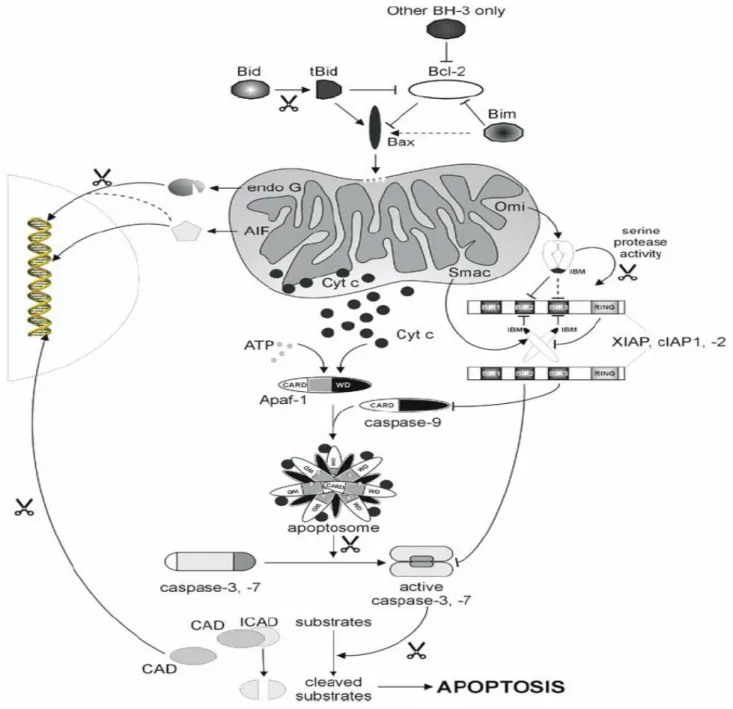 Figure 6 : Les protéines de la famille de Bcl-2 et les évènements mitochondriaux dans la  signalisation intrinsèque de l’apoptose (Saelens et al., 2004)