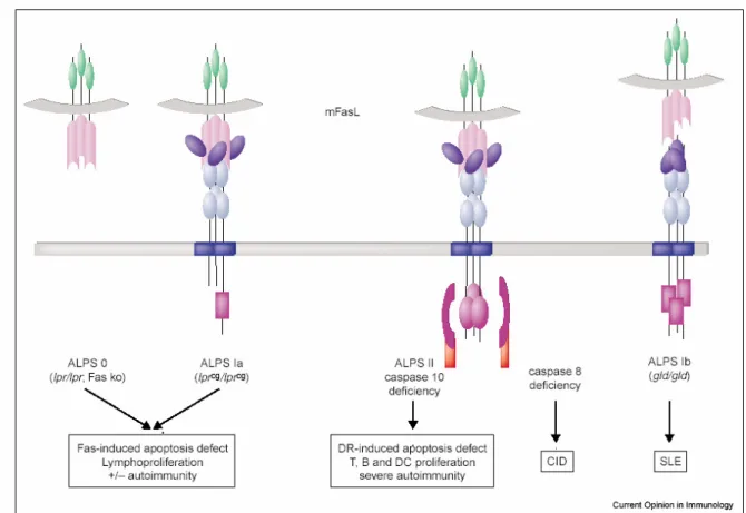 Figure  8:  Conséquences  des  ALPS  :  DR,  Death  Receptor ;  DC,  Dendritic  Cell ;  CID,  Combine  Immunodeficiency ;  SLE,  Systemic  Lupus  Erythematosus  (Rieux-Laucat  et  al.,  2003)