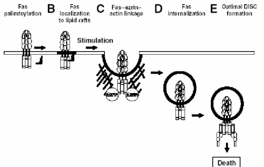 Figure  11 :  Rôle  de  la  palmitoylation  dans  la  signalisation  précoce  du  récepteur  Fas  (Chakrabandhu et al., 2007)  