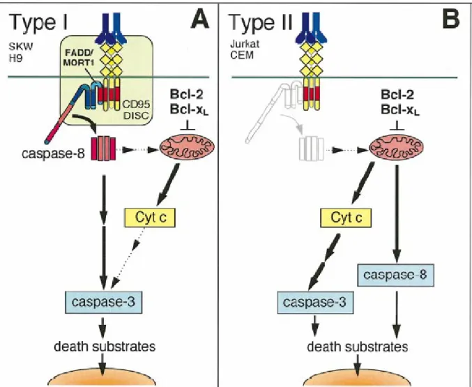 Figure 12 : Voie de signalisation apoptotique du récepteur Fas dans les cellules de type I  et de type II (Scaffidi et al., 1998)  