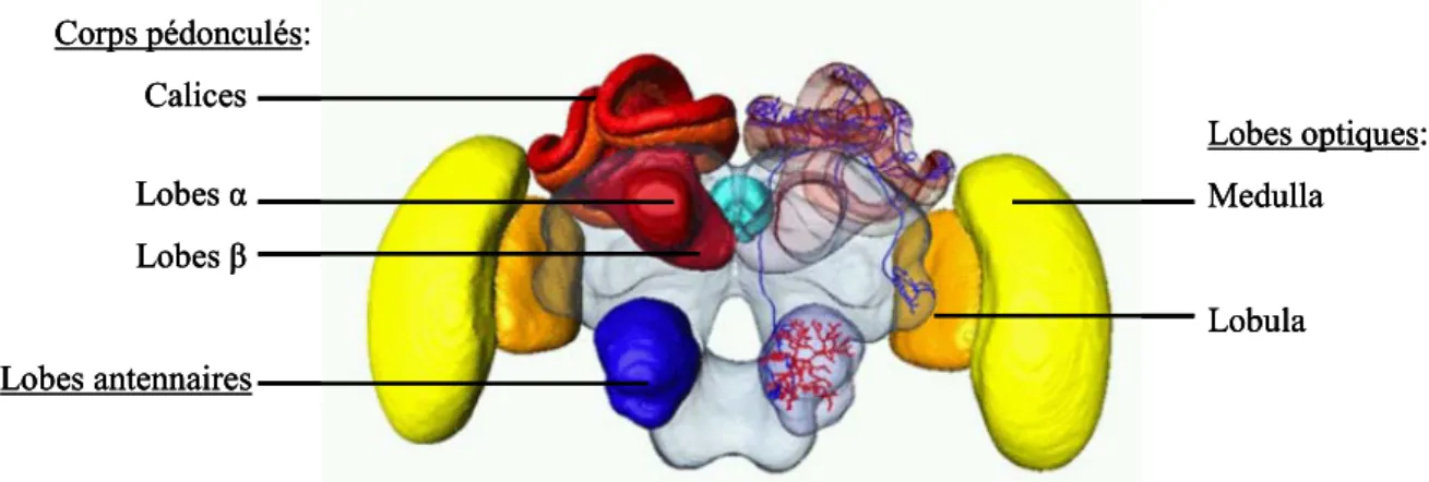 Figure 2 : Représentation en 3 dimensions du cerveau de l’abeille. En jaune : les lobes optiques (rétine, lamina, medulla  et lobula), en rouge : les corps pédonculés (centres intégrateurs), en bleu : les lobes antennaires (système olfactif)