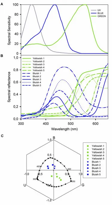 Figure 1: Color stimuli used in the experiments. (A) Normalized spectral sensitivity of the  three photoreceptors types (UV, Blue and Green) of the honeybee