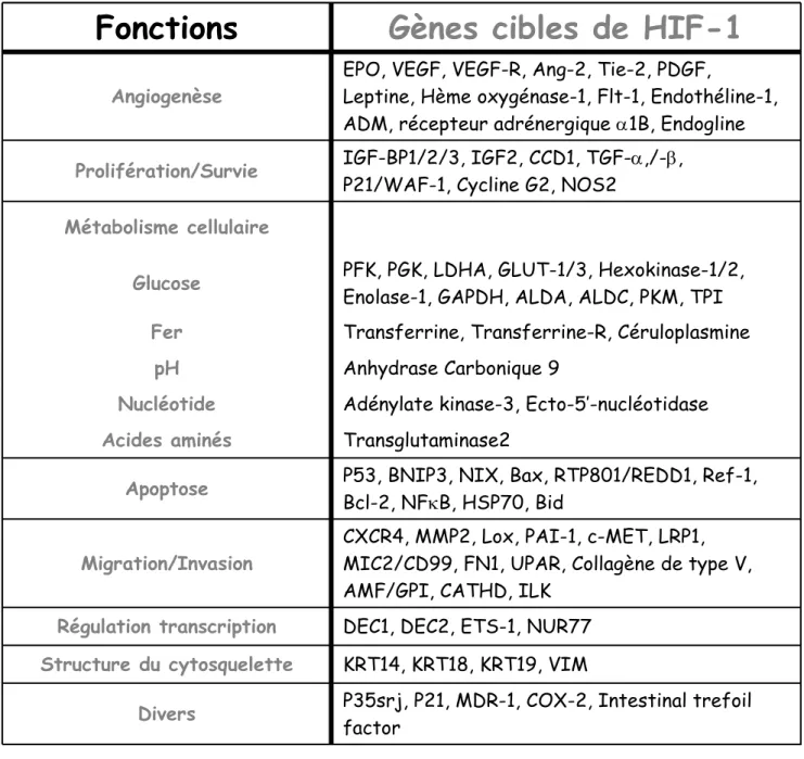 Tableau 2 :  Principaux gènes cibles du facteur de transcription HIF-1. 