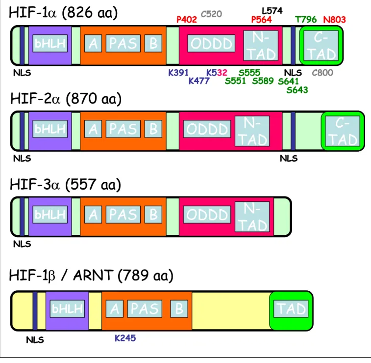 Figure 6 :  Représentation schématique de la structure de HIF-1 et des variants 